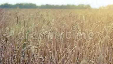麦田。 一股<strong>金色</strong>的小麦。 阳光相机下的乡村风景慢镜头。 1920x1080